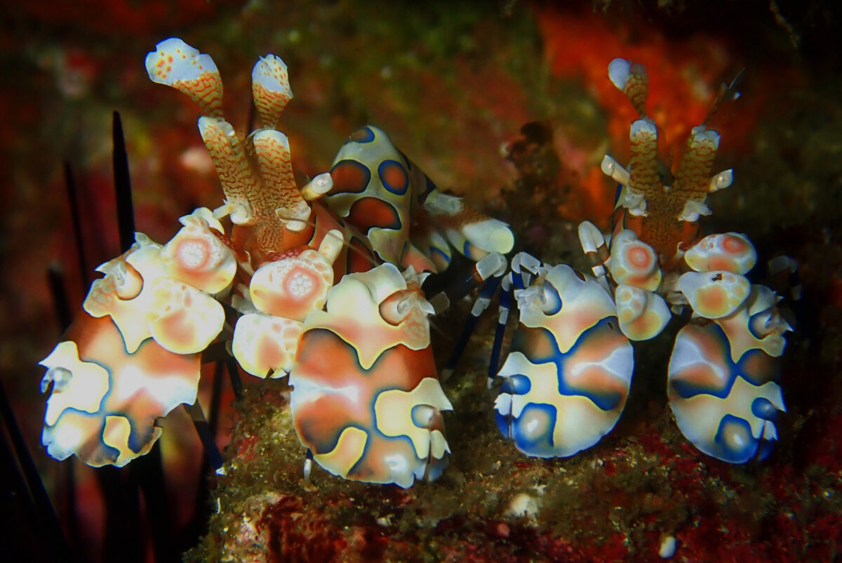 Harlekin Shrimp